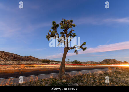 Beau paysage dans Joshua Tree National Park en Californie dans la nuit. Banque D'Images