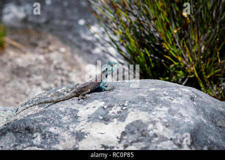 Petit lézard agama sur un rocher à Cape Town, Afrique du Sud Banque D'Images