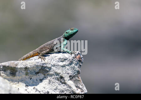 Petit lézard agama sur un rocher à Cape Town, Afrique du Sud Banque D'Images