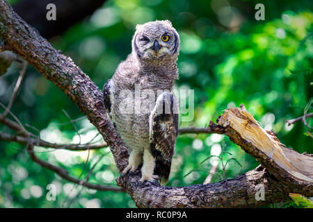 Spotted Eagle owl assis sur une branche d'arbre à Cape Town, Afrique du Sud Banque D'Images