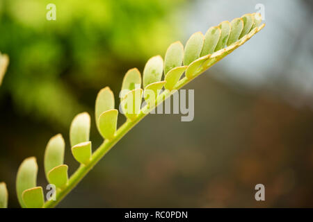 Zamia furfuracea (palm en carton), un membre de la famille Zamiaceae originaire du Mexique. Banque D'Images