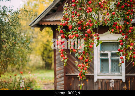 Avec la Direction générale des petites pommes rouges sur fond de vieille maison en bois dans Village. Banque D'Images