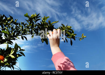 Récolte La cueillette de mandarines clémentines , à partir d'un arbre Banque D'Images