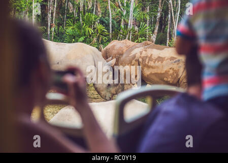 Les touristes observer les animaux à partir de l'autobus dans le parc safari. Banque D'Images