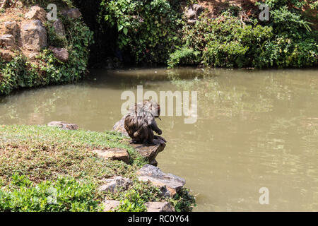 Iwatayama Monkey Park, Arashiyama Banque D'Images