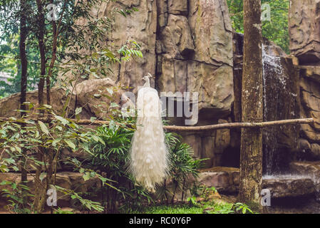 Paon blanc assis sur une branche dans le parc. Banque D'Images