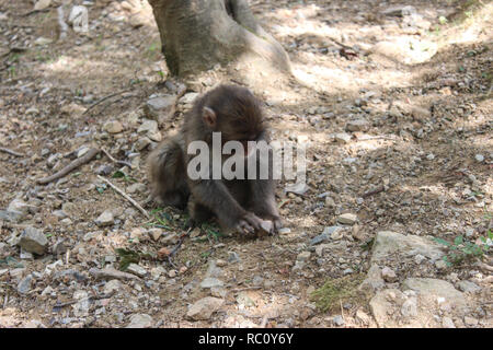 Iwatayama Monkey Park, Arashiyama Banque D'Images