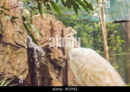 Paon blanc assis sur une branche dans le parc. Banque D'Images