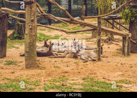 La famille kangourou est au repos dans le parc. Banque D'Images