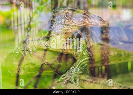 Un gros lézard dans le terrarium du zoo derrière la vitre. Banque D'Images