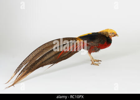 L'un des oiseaux colorés sur fond blanc stand studio isolé Banque D'Images