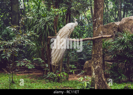 Paon blanc assis sur une branche dans le parc. Banque D'Images