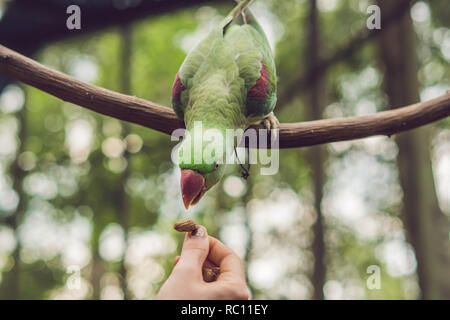 Grande belle parrot assis sur une branche d'arbre. Banque D'Images