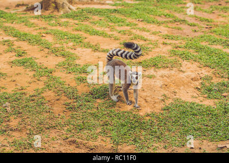 Lemur catta passe autour de l'herbe dans le zoo. Banque D'Images