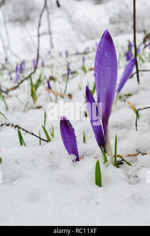 Au début du printemps des fleurs de safran sauvage sur une prairie de montagne couverte par la neige tardive, gros plan, orientation verticale Banque D'Images