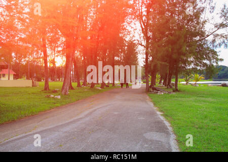 Road dans le jardin avec coucher du soleil ton léger.:Sélectionner focus avec profondeur de champ Banque D'Images