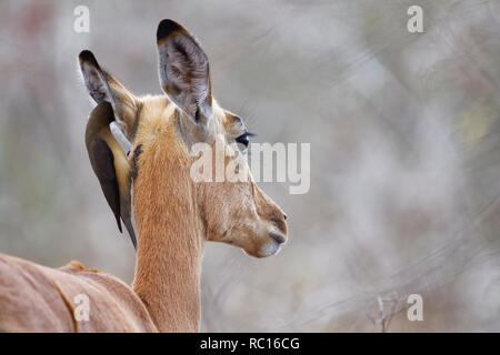 Red-billed oxpecker (Buphagus erythrorhynchus), suspendu autour du cou d'une femelle Impala (Aepyceros melampus), Kruger National Park, Afrique du Sud, un Banque D'Images