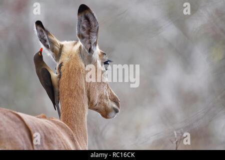 Red-billed oxpecker (Buphagus erythrorhynchus), suspendu autour du cou d'une femelle Impala (Aepyceros melampus), Kruger National Park, Afrique du Sud, un Banque D'Images