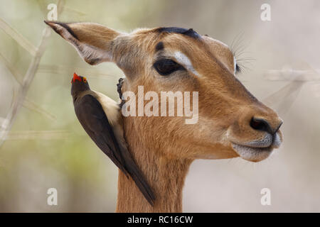 Red-billed oxpecker (Buphagus erythrorhynchus), suspendu autour du cou d'une femelle Impala (Aepyceros melampus), Kruger National Park, Afrique du Sud, un Banque D'Images