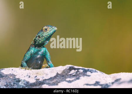 Petit lézard agama sur un rocher à Cape Town, Afrique du Sud Banque D'Images