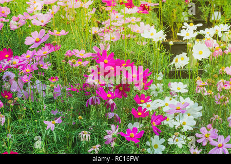 De soufre coloré fleurs cosmos sur un rack décorer en parc. Banque D'Images