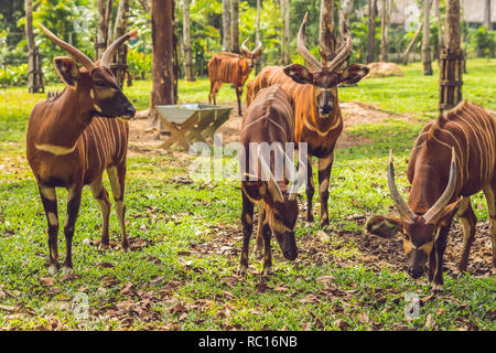 Bel animal - grand est de l'antilope bongo, animal extrêmement rare Banque D'Images