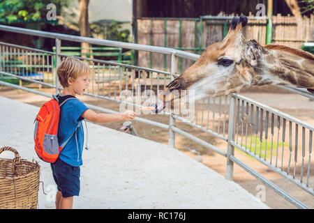 Petit enfant garçon regardant et d'alimentation girafe zoo. Happy kid s'amusant avec les animaux du parc safari sur chaude journée d'été Banque D'Images