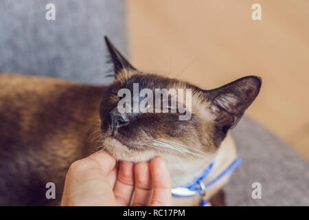 Femme rayures son cou chat siamois. Coups de main le menton d'un Thai cat Banque D'Images