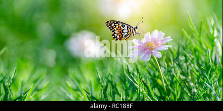 Le papillon est orange-jaune sur le blanc rose fleurs dans l'herbe verte Banque D'Images