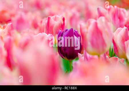 Champs de tulipes violettes au milieu des tulipes roses sont densément blooming Banque D'Images