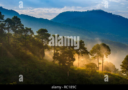 Les plantations de fraises le matin ont une mer de brume Ang Khang Chiang Mai Thaïlande Banque D'Images