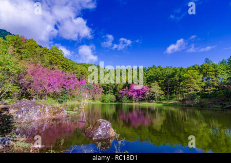 Lake Tree Khun Wang Inthanon Chiang Mai Thaïlande Banque D'Images