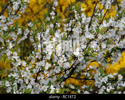 Les buissons en fleurs avec des fleurs jaunes et blanches Banque D'Images