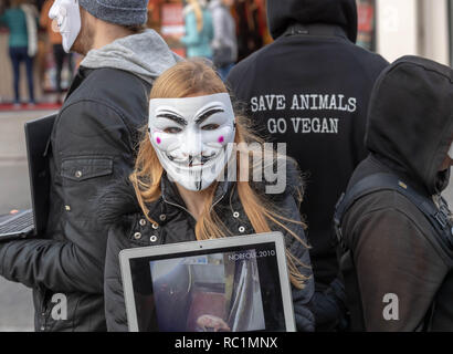 Brentwood, Essex, Royaume-Uni. 13 janvier 2019. Un cube de vérité protester à Brentwood High Street par anonyme pour les sans voix ; un groupe de promouvoir le véganisme et le bien-être des animaux. Les ordinateurs portables et écrans vidéos montrent des images pénibles d'allégations de cruauté envers les animaux. Pour les sans-voix anonymes est une organisation d'activistes de la rue dédiée à la libération animale totale. Ils exposent au public l'exploitation animale qui est volontairement caché à eux. En combinant cela avec une approche de vente basée sur la valeur des ressources et de la littérature, ils sont tout à fait d'équiper le public avec tout ce dont ils ont besoin pour passer à un végétalien lifest Banque D'Images