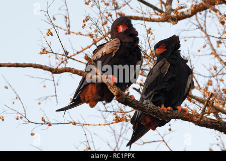 L'aigle Bateleur (Terathopius ecaudatus), deux oiseaux adultes, sur une branche d'arbre, à la recherche de proies, lumière du soir, Kruger National Park, Afrique du Sud,Afrique Banque D'Images