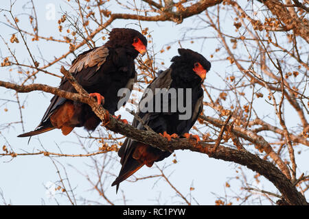 L'aigle Bateleur (Terathopius ecaudatus), deux oiseaux adultes, sur une branche d'arbre, à la recherche de proies, lumière du soir, Kruger National Park, Afrique du Sud,Afrique Banque D'Images