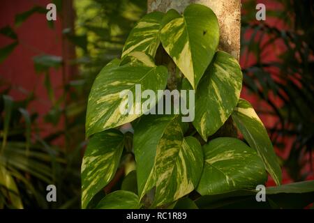 De très belles bonne chance argent plante (Epipremnum aureum ) en gros plan et l'accent sélective pour le fond Banque D'Images