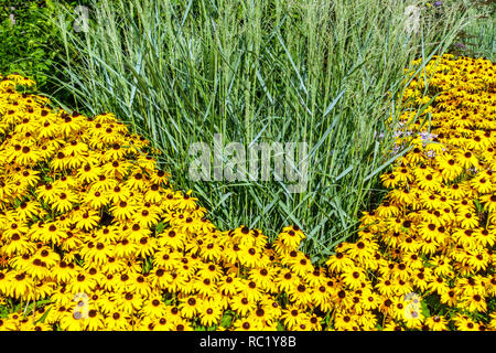 Susan Rudbeckia Goldsturm aux yeux noirs, fleurs jaunes, bordure de jardin de l'herbe de zèbre Miscanthus Banque D'Images