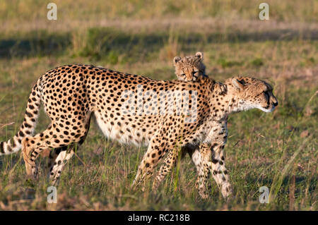 Cheetah cub joue avec sa mère de mordre son cou, photographié dans la savane du Kenya Banque D'Images
