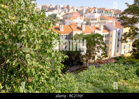 Belle vue aérienne de la vieille ville de Lisbonne, Portugal à travers le mur couvert de feuillage luxuriant Banque D'Images