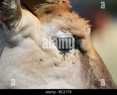 La montagne de l'est l'Antilope Bongo (Tragelaphus eurycerus) Oeil Banque D'Images