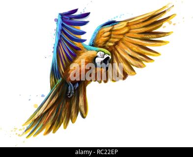 Portrait-bleu et jaune macaw en vol depuis une touche de l'aquarelle. Perroquet Ara, Parrot tropicales Illustration de Vecteur