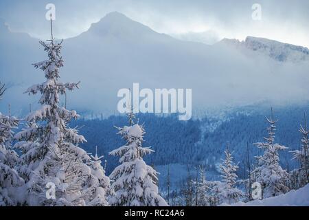 Paysage de montagne d'hiver. Tatra, au moindre de la Pologne. Sapins couverts de neige. Banque D'Images