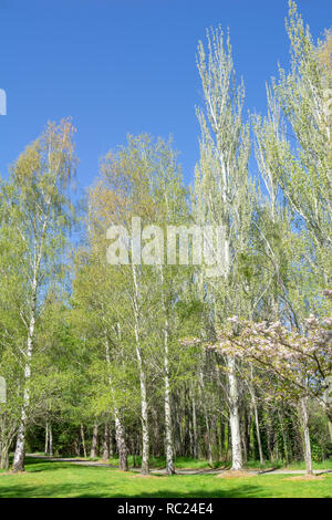 Les bouleaux Grove avec nouveau printemps feuilles vert lime blanc contrastant avec le tronc des arbres dans la composition verticale Banque D'Images