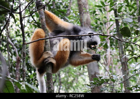 Diademed sifaka (Propithecus diadema) à Madagascar Banque D'Images