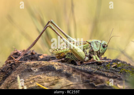 Grasshoper dectique verrucivore (Decticus verrucivorus) est un bush-cricket dans la famille Tettigoniidae. Cette grande espèce d'insecte se produit tout au long de continental E Banque D'Images