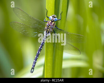 Hairy dragonfly (Brachytron pratense) reposant sur la végétation sur fond vert vif Banque D'Images