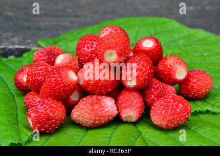 Vue rapprochée de tas de produits frais, mûr et aromatique de fruits, les fraises des bois sur vert feuille noisette Banque D'Images