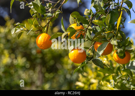 Branche d'un arbre avec des mandarines mûres close-up sur un arrière-plan flou Banque D'Images