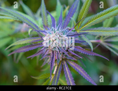 Bourgeons floraux de plantes de cannabis poussant à l'extérieur représentant la culture légale du cannabis, l'agriculture et la production de plantes médicinales. Banque D'Images